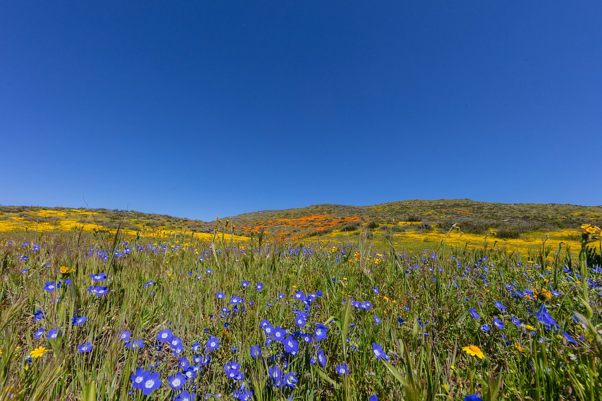 Superbloom Meditation